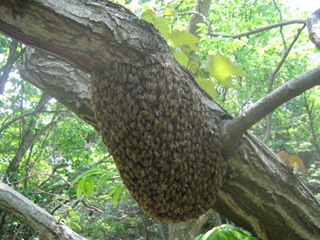 b0087987_21355612.jpg