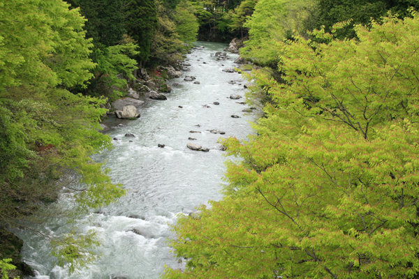 清流に萌えて_e0142993_0405843.jpg