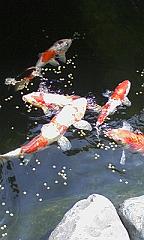 c0145106_1775251.jpg
