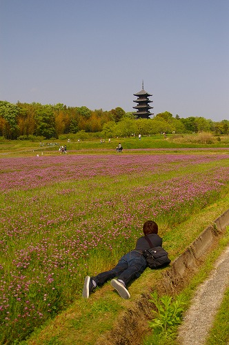 れんげ祭り_e0074308_21271411.jpg