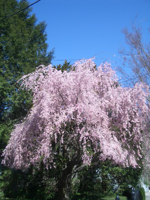 d0070113_22521699.jpg