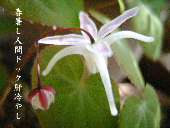 錨草_e0099713_20374652.jpg