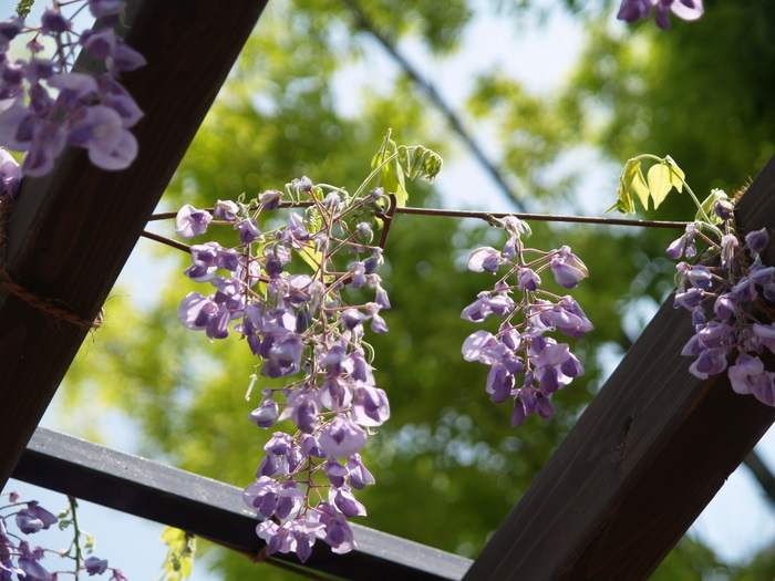 高校の藤棚や花壇。。_c0116915_22593793.jpg