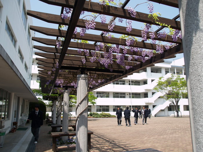 高校の藤棚や花壇。。_c0116915_230912.jpg
