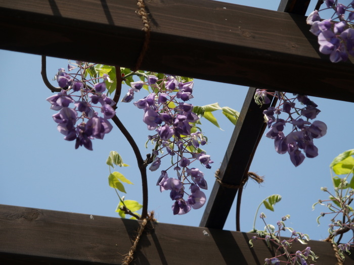高校の藤棚や花壇。。_c0116915_231177.jpg