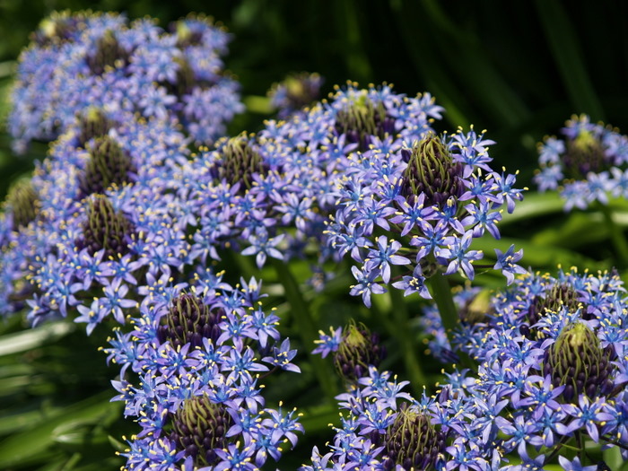 高校の藤棚や花壇。。_c0116915_2323163.jpg