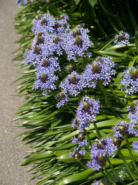 高校の藤棚や花壇。。_c0116915_23258100.jpg