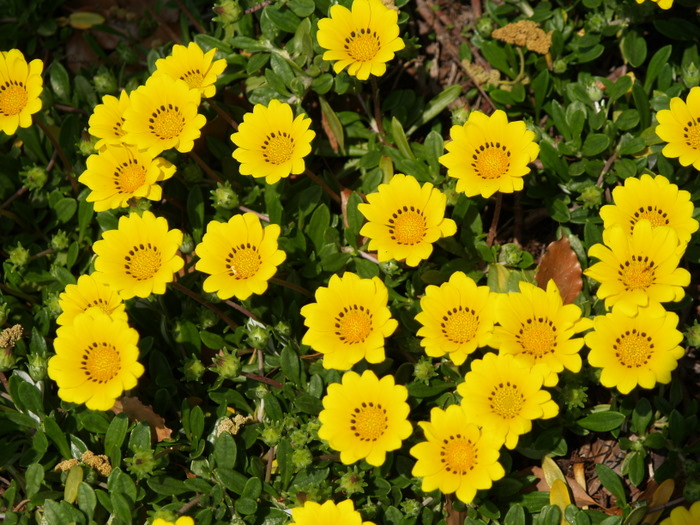 高校の藤棚や花壇。。_c0116915_2332267.jpg
