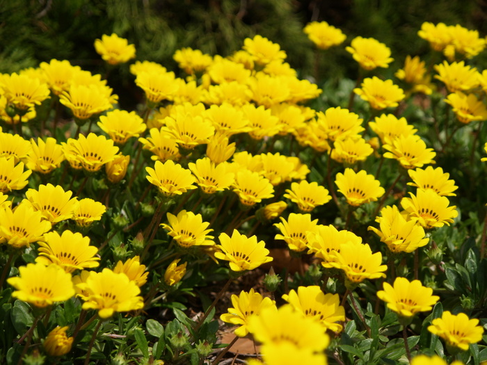 高校の藤棚や花壇。。_c0116915_2334989.jpg