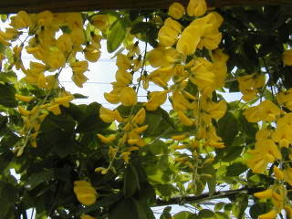 e0128024_1512441.jpg