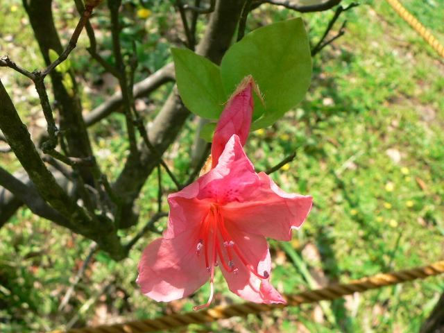 日高三葉躑躅(ヒダカミツバツツジ) : 花の仲間調べ 日高三葉躑躅(ヒダカミツバツツジ) : 花の仲間調べ