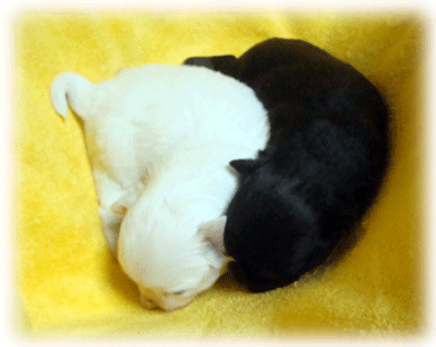 b0078030_2358233.gif