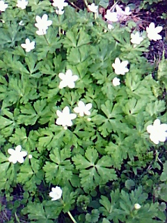 今日のお花！？_f0041031_15432391.jpg