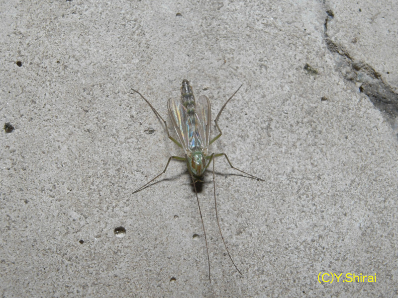 埼玉県内マンションユスリカ駆除 蚊と闘います蚊