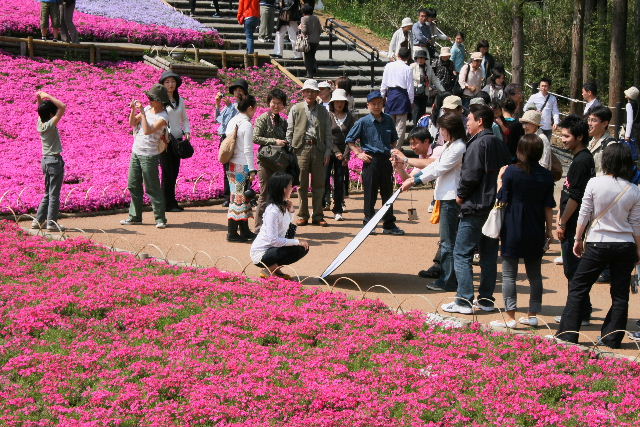 羊山公園２　芝桜後編_e0064133_0334560.jpg