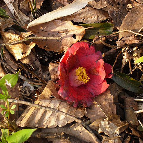 c0067040_23525886.jpg
