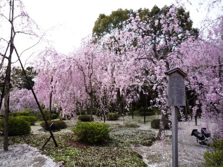 里帰り2008　【日本で祝う、Shane家の紙婚式編】_c0092643_0511130.jpg