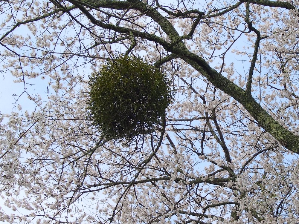 鍋倉山は、やはり桜の名所デアル_d0001843_2340943.jpg