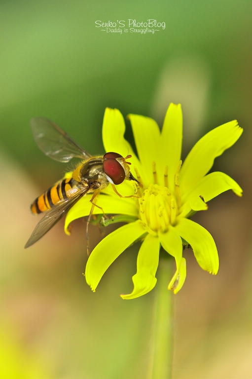 f0049152_8303696.jpg