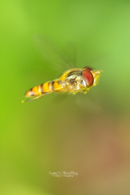 f0049152_8314840.jpg