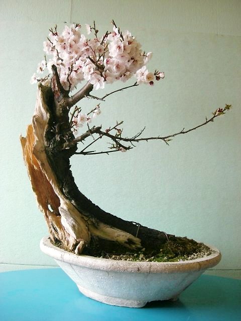 しばらくぶりです、、、桜、唐松の寄せ植え、梅、真柏_f0147853_1845134.jpg