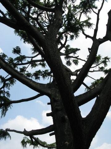 Trunk and branches_c0157558_15471486.jpg