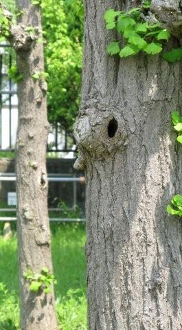 Hole in the heart_c0157558_1553546.jpg