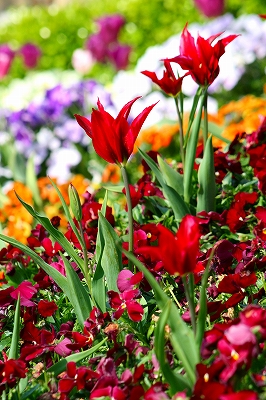 Colorful flowers_a0098859_1265071.jpg