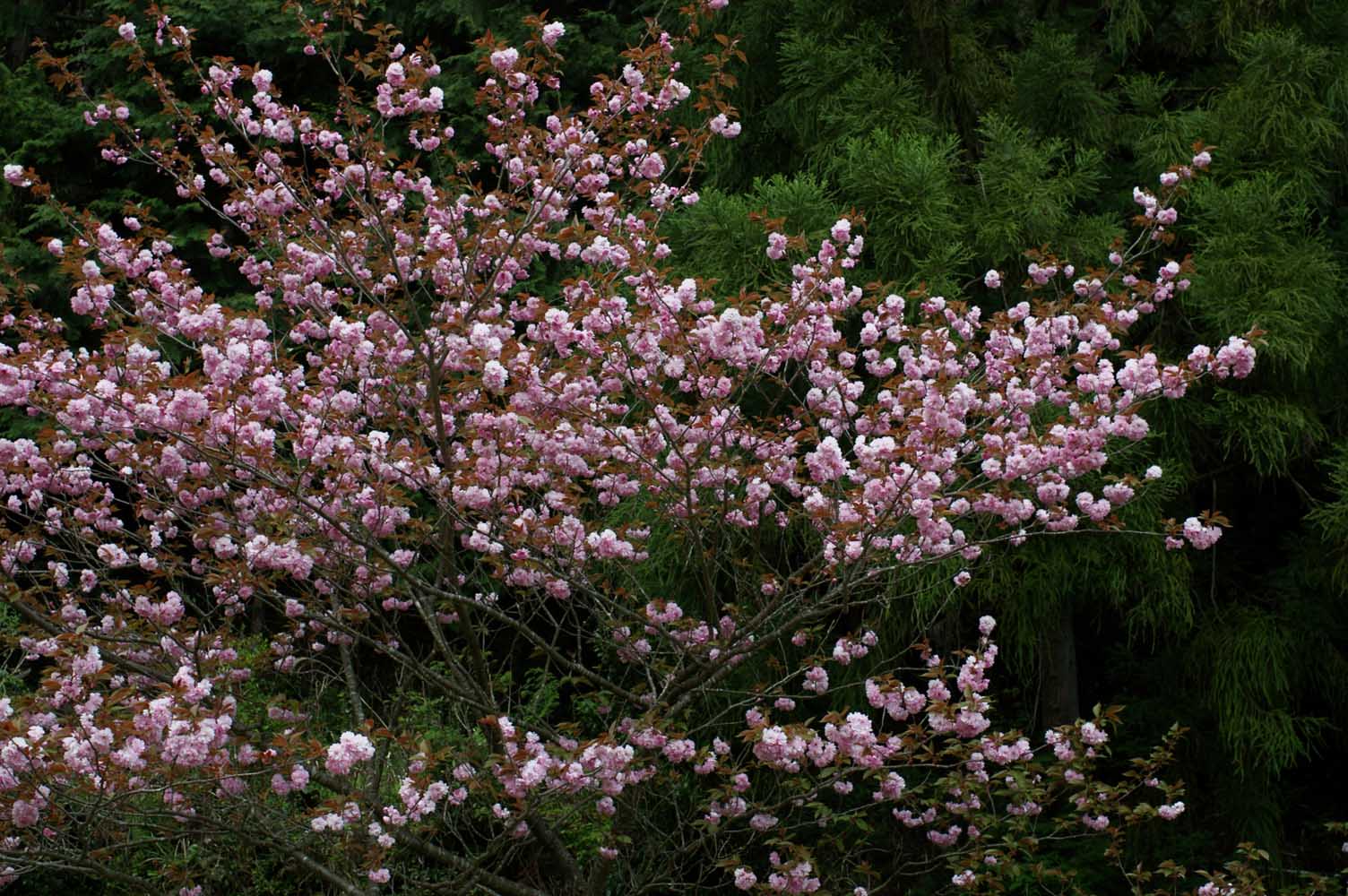 e0019563_0202252.jpg