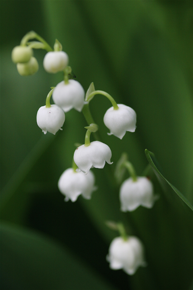 御蔵の花　その2_e0071967_2314321.jpg