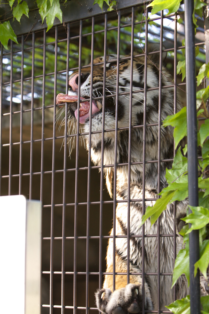 天王寺動物園415_e0060169_636536.jpg