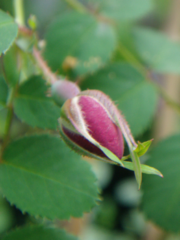 ＊Rosa moyesii hillieri_f0052869_1243314.jpg