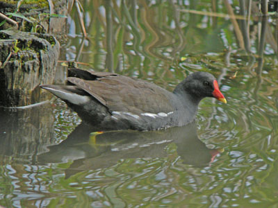 「野鳥観察会」_f0086169_15592178.jpg