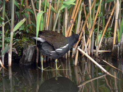 「野鳥観察会」_f0086169_1632460.jpg