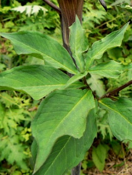 マムシグサ(蝮草)_c0085874_1101980.jpg
