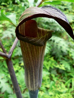 マムシグサ(蝮草)_c0085874_1111937.jpg