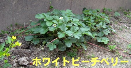 ☆一坪菜園　夏野菜_f0003174_1415781.jpg