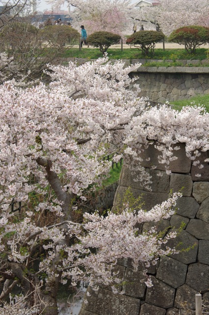 桜満開ー花見三昧_f0146174_21185912.jpg