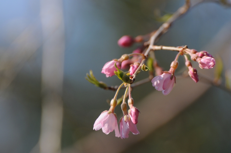 枝垂桜@信州_d0056382_2315020.jpg