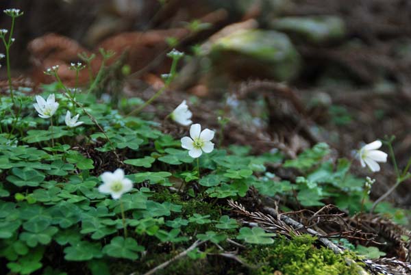 コバイモの咲く山　（徳島県）　29.Apr.2008_d0077083_22442774.jpg