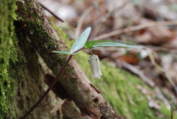 コバイモの咲く山　（徳島県）　29.Apr.2008_d0077083_22473140.jpg