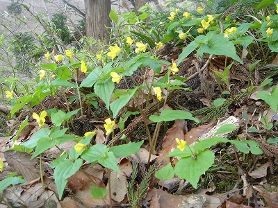 浦佐城・33番観音様巡検と野草_b0092684_15523245.jpg