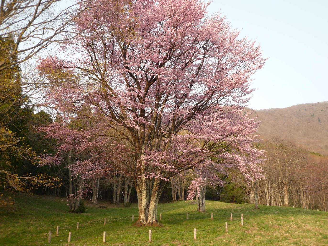 開花情報３_b0093685_234922.jpg