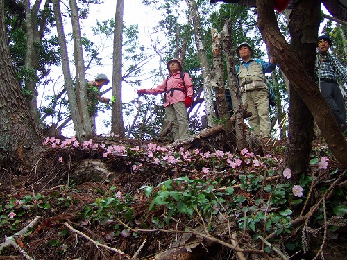 那岐山のイワウチワ_c0070687_983971.jpg