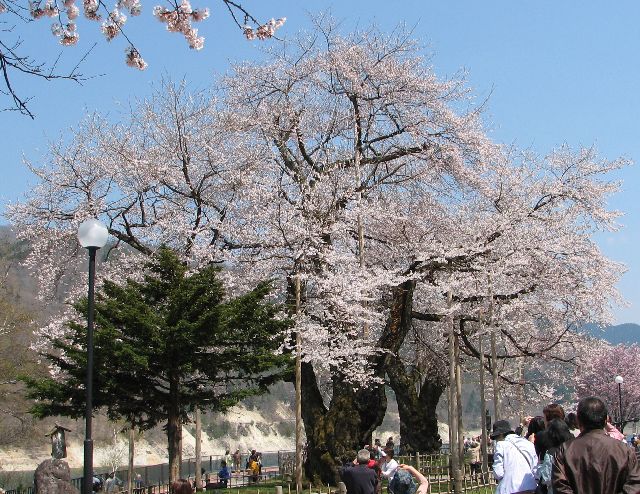 荘川桜_c0036792_21535478.jpg