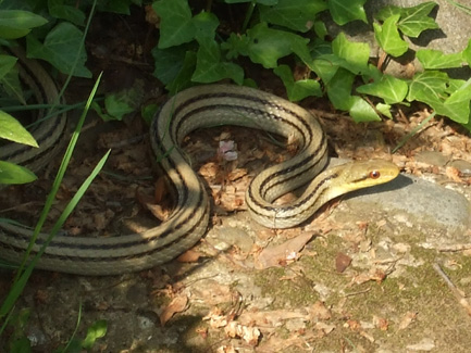 町田の薬師池公園へ行ってきました_e0060693_2340928.jpg