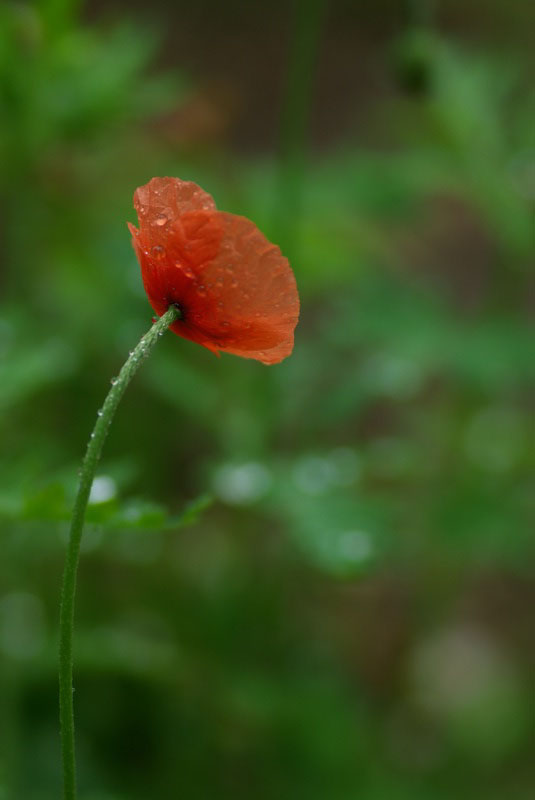 雨ポピー_f0112793_21175086.jpg