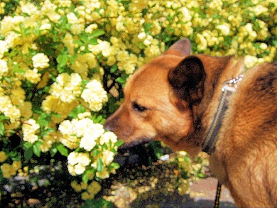 陽芽ちゃんとおいらのフツーな一日！_b0087400_2352544.jpg