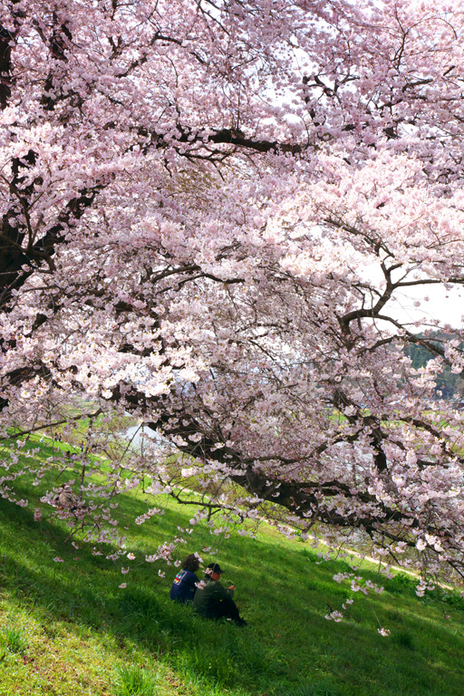 白石川の一目千本桜・その２_d0113707_4192520.jpg