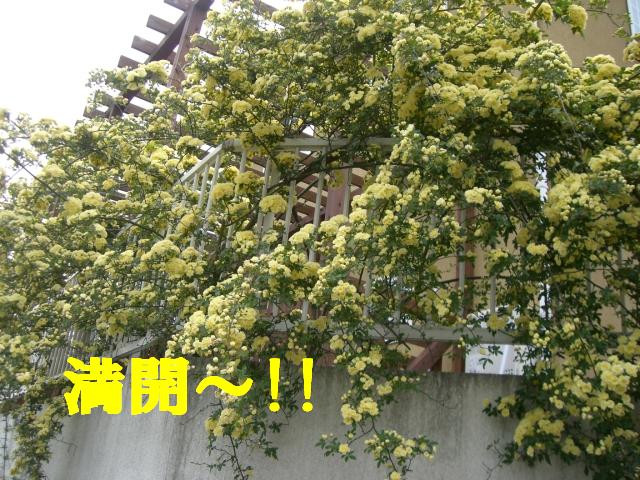 b0137913_22263438.jpg